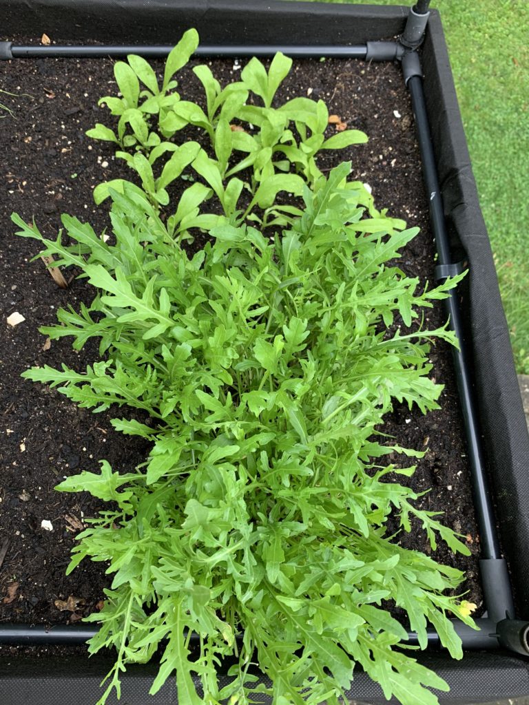 Rucola